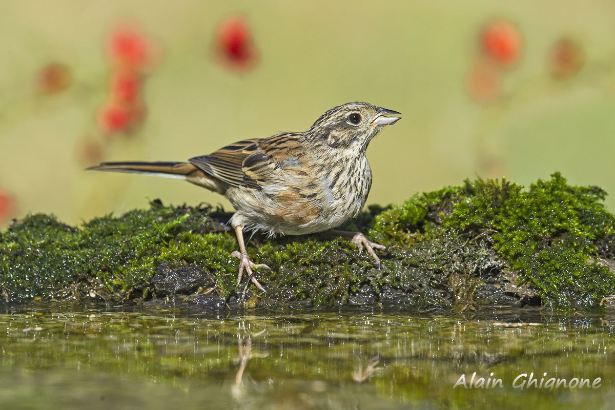 zigolo in cerca di identificazione